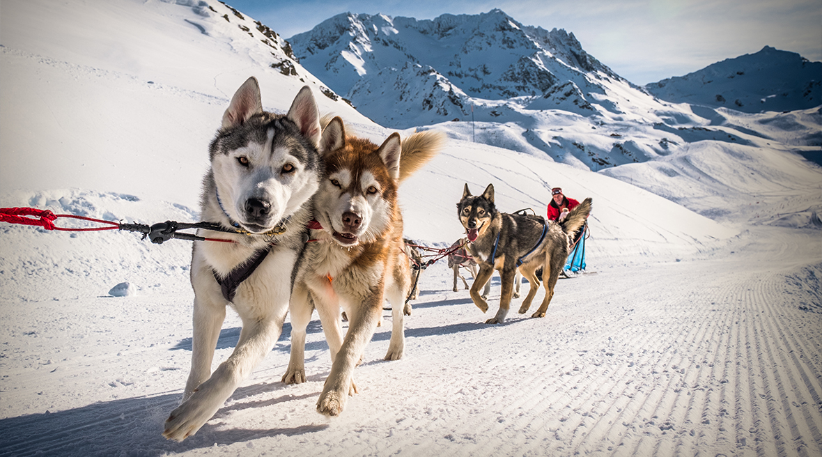 Sled Dogs in Val Thorens Ski Resort France